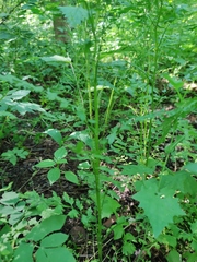 Cardamine impatiens