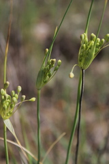 Allium flavum tauricum