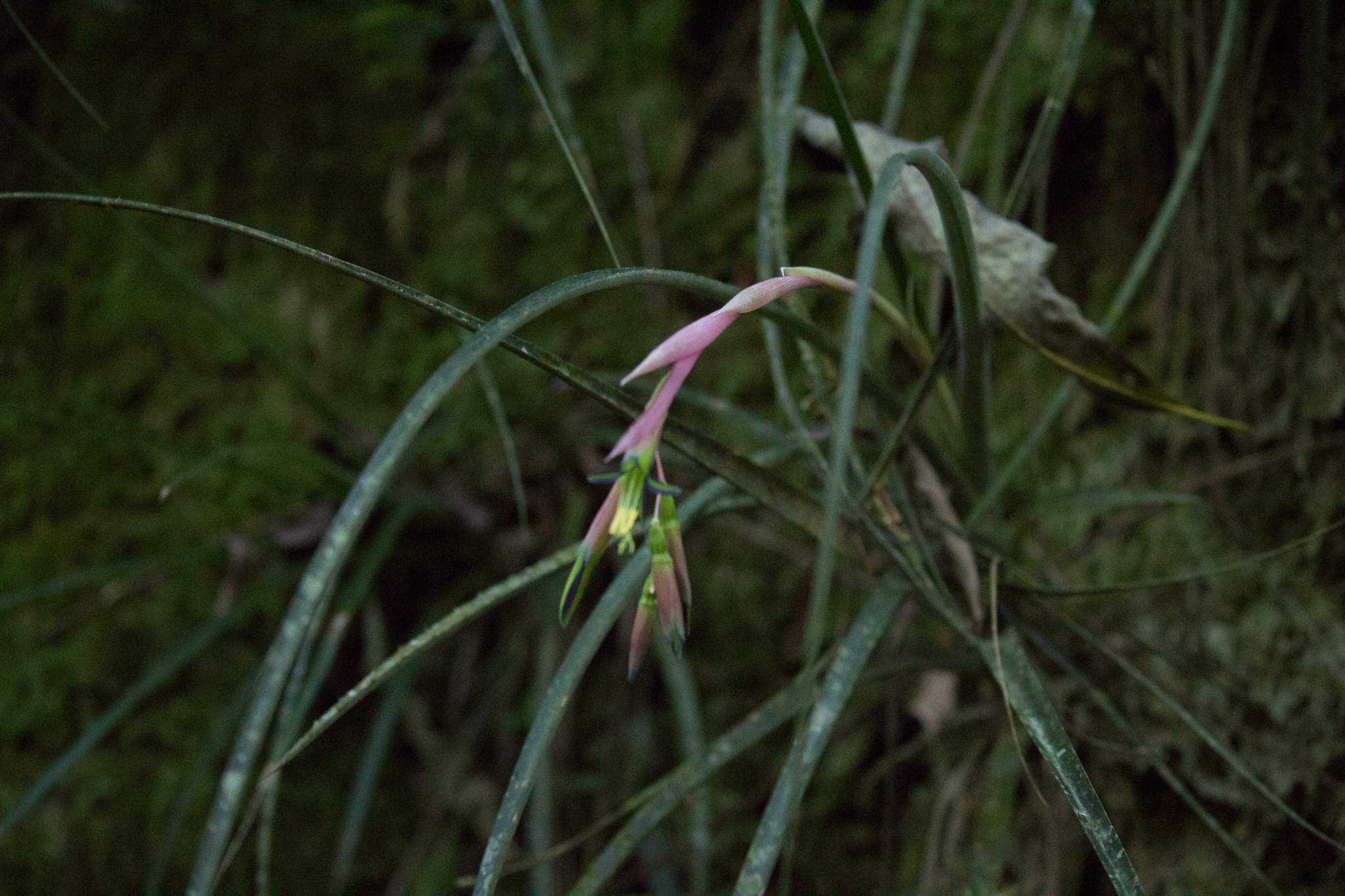 Billbergia nutans