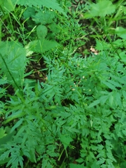 Cardamine impatiens