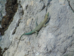 Dalmatolacerta oxycephala