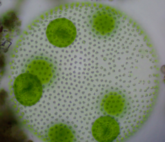 Volvox aureus