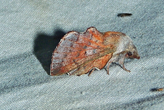 Phyllodesma americana