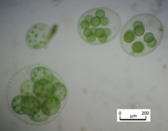 Volvox aureus