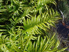 Blechnum montanum