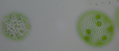 Volvox aureus