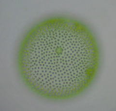 Volvox aureus