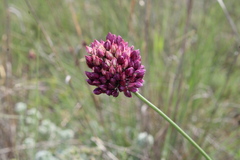 Allium