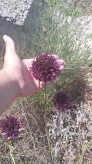 Allium