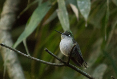 Stephanoxis loddigesii