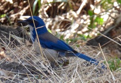 Aphelocoma insularis