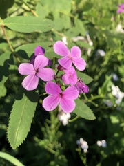 Hesperis matronalis