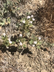 Acanthomintha obovata cordata