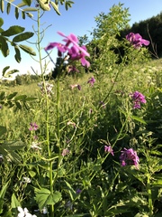 Hesperis matronalis