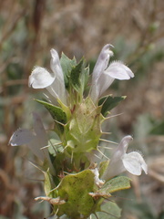 Acanthomintha obovata cordata