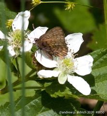Callophrys niphon