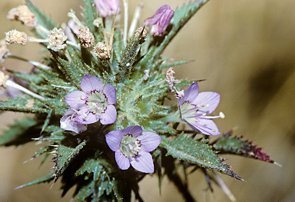 Navarretia setiloba