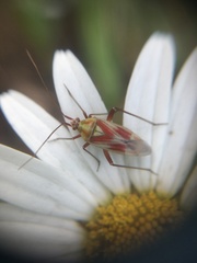 Calocoris roseomaculatus roseomaculatus