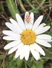 Calocoris roseomaculatus roseomaculatus