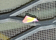 Phytometra obliqualis