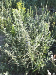Echium vulgare