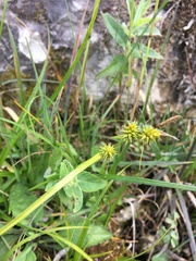 Carex lepidocarpa