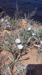 Convolvulus lineatus