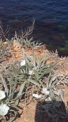 Convolvulus lineatus