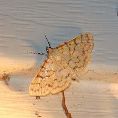 Polygrammodes flavidalis