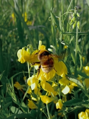 Bombus distinguendus