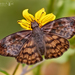 Brown-banded Skipper - Photo (c) Eduardo Axel Recillas Bautista, some rights reserved (CC BY-NC), uploaded by Eduardo Axel Recillas Bautista