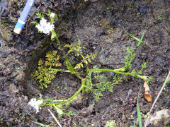 Oenanthe pimpinelloides