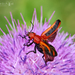 Nemognatha piazata bicolor - Photo (c) Eduardo Axel Recillas Bautista, algunos derechos reservados (CC BY-NC), subido por Eduardo Axel Recillas Bautista