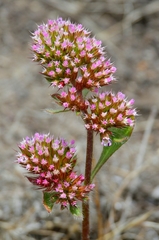 Chorizanthe valida