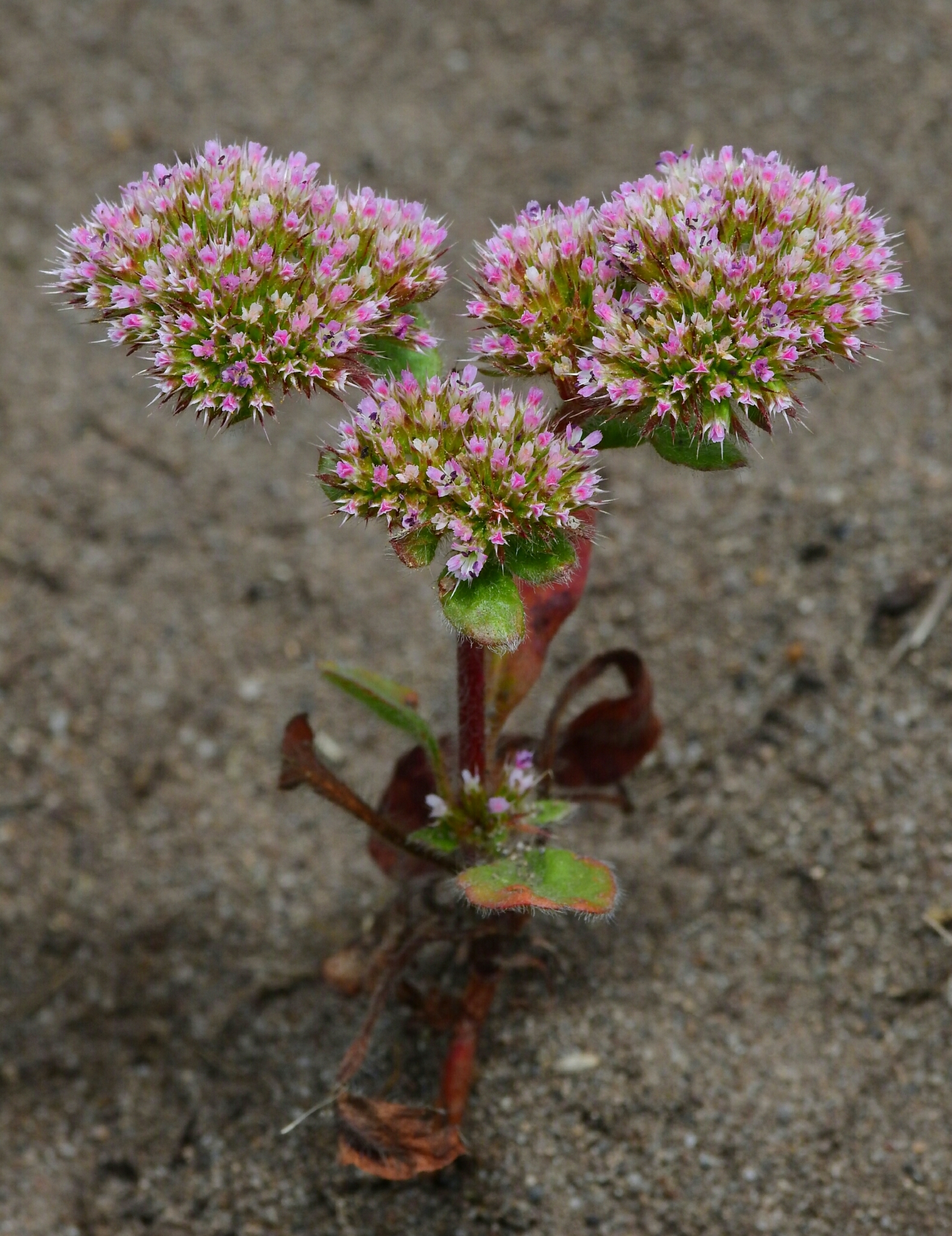 Chorizanthe valida