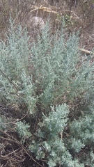 Artemisia santonicum