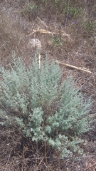 Artemisia santonicum