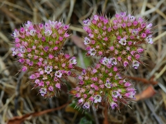 Chorizanthe valida