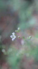 Galium sylvaticum