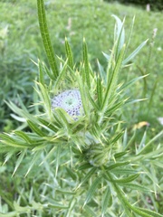 Cirsium eriophorum
