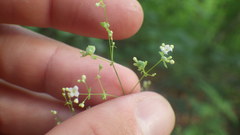 Galium sylvaticum