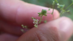Galium sylvaticum