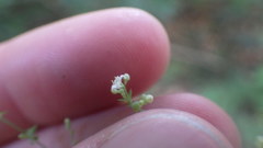 Galium sylvaticum