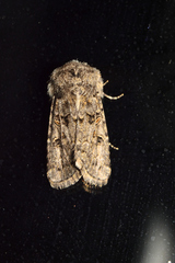 Spodoptera hipparis