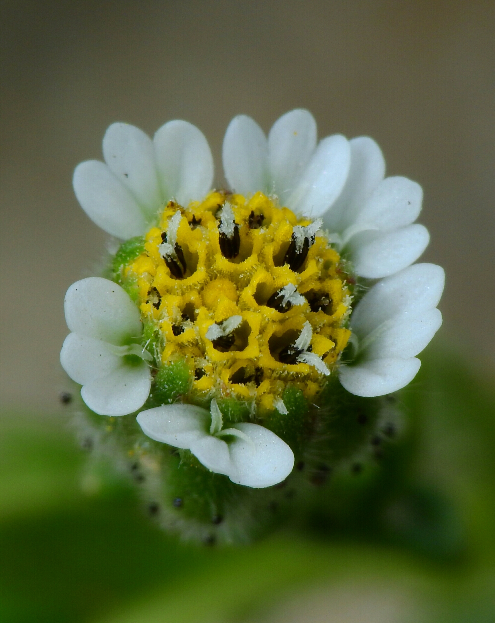 Layia carnosa