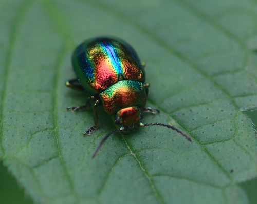 Dead-nettle Leaf Beetle