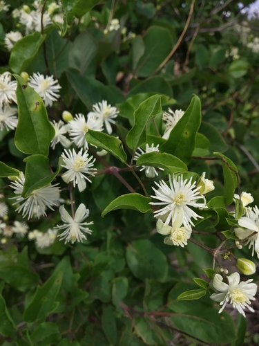 traveler-s-joy-or-old-man-s-beard-backyard-habitat-nuisance-weeds