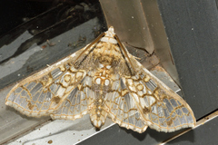 Megastes praxiteles