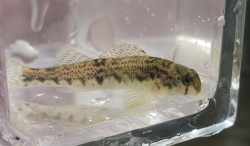 Cumberland Snubnose Darter