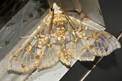 Megastes praxiteles
